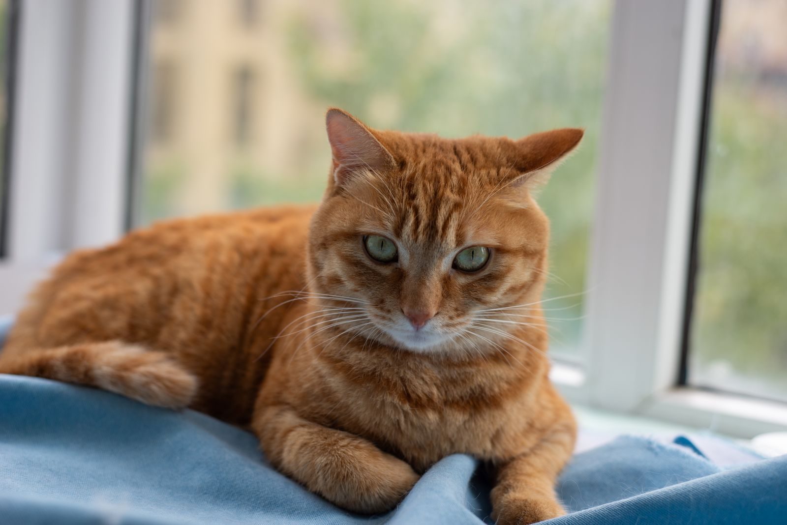 A relaxed ginger cat lying on a blue blanket by the window indoors.