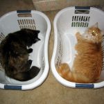 When Are Cats Fully Grown? 3 c79e64ae fe74 46cb 93b2 58000cbe0e9f