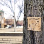 How Many Cats Go Missing Each Year? The Numbers Behind Lost Cat Reports and Recovery