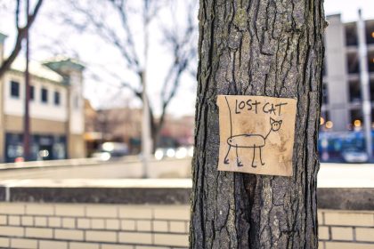How Many Cats Go Missing Each Year? The Numbers Behind Lost Cat Reports and Recovery