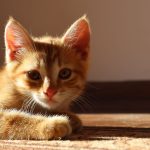 When Is National Cat Day? 2 When Is National Cat Day?