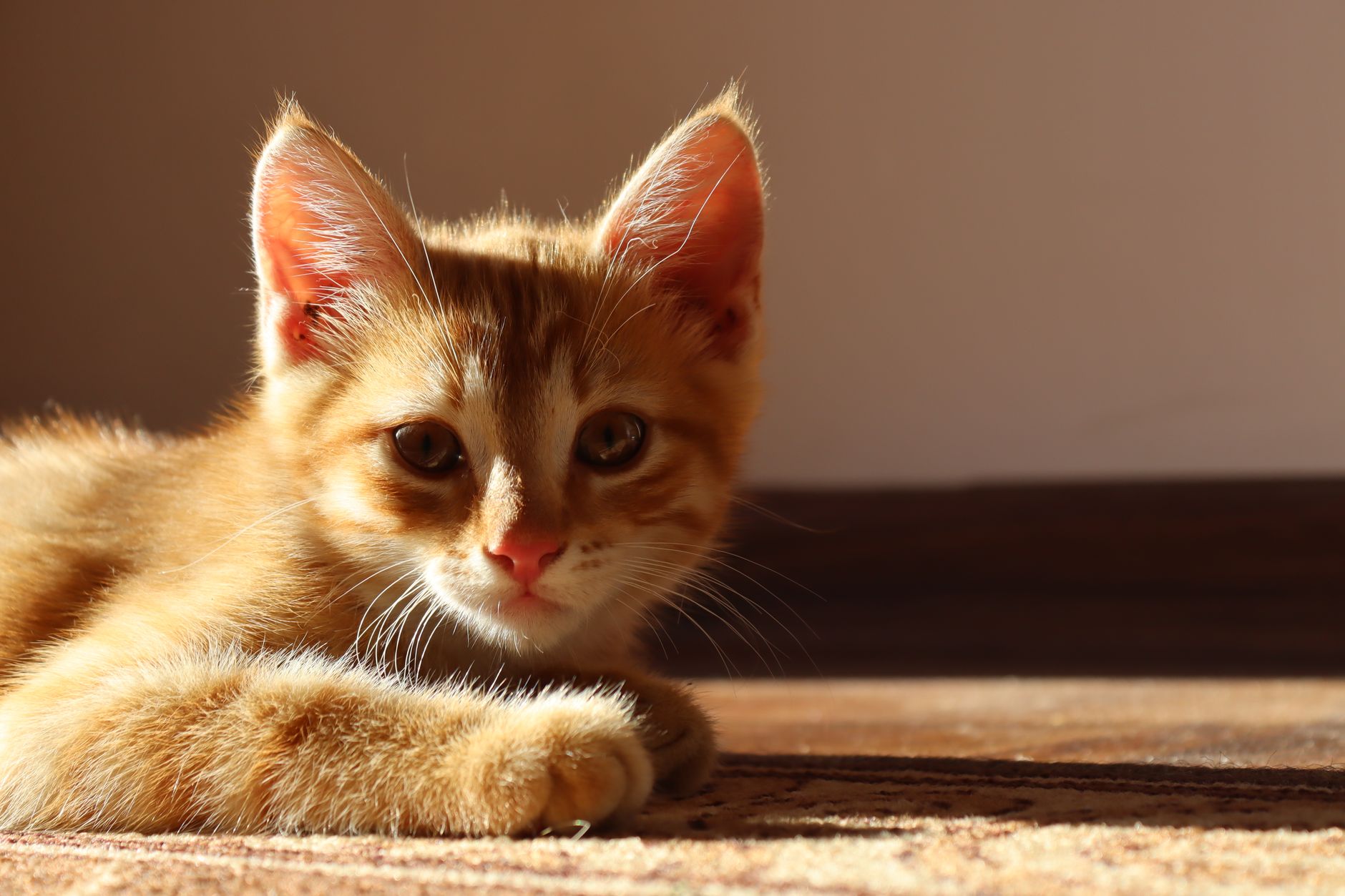 When Is National Cat Day?