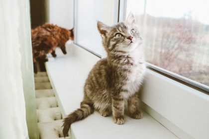 How To Get Cat Pee Smell Out? 8 How To Get Cat Pee Smell Out?