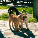 Why Do Cats Swish Their Tails?