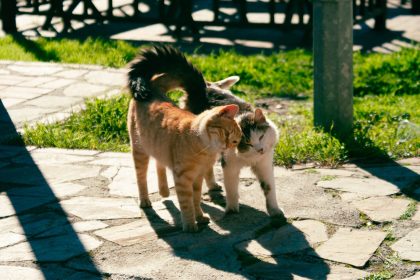 Why Do Cats Swish Their Tails?