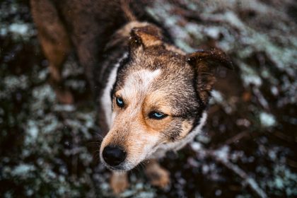 Can Dogs Catch a Cold? Understanding Cold-Like Symptoms in Pets 8 Can Dogs Catch a Cold? Understanding Cold-Like Symptoms in Pets
