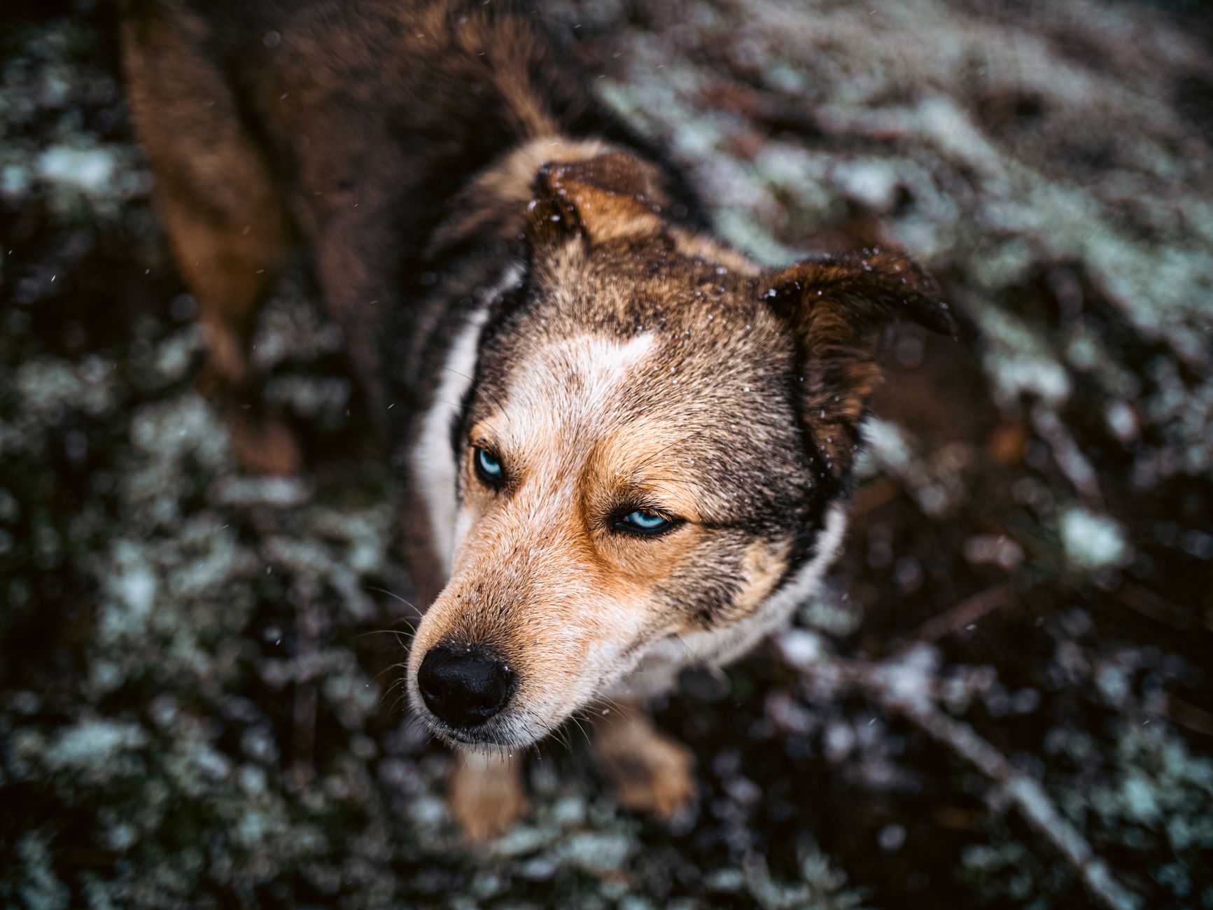Can Dogs Catch a Cold? Understanding Cold-Like Symptoms in Pets