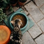 When Is the Right Time to Switch Your Cat to a Natural Diet?
