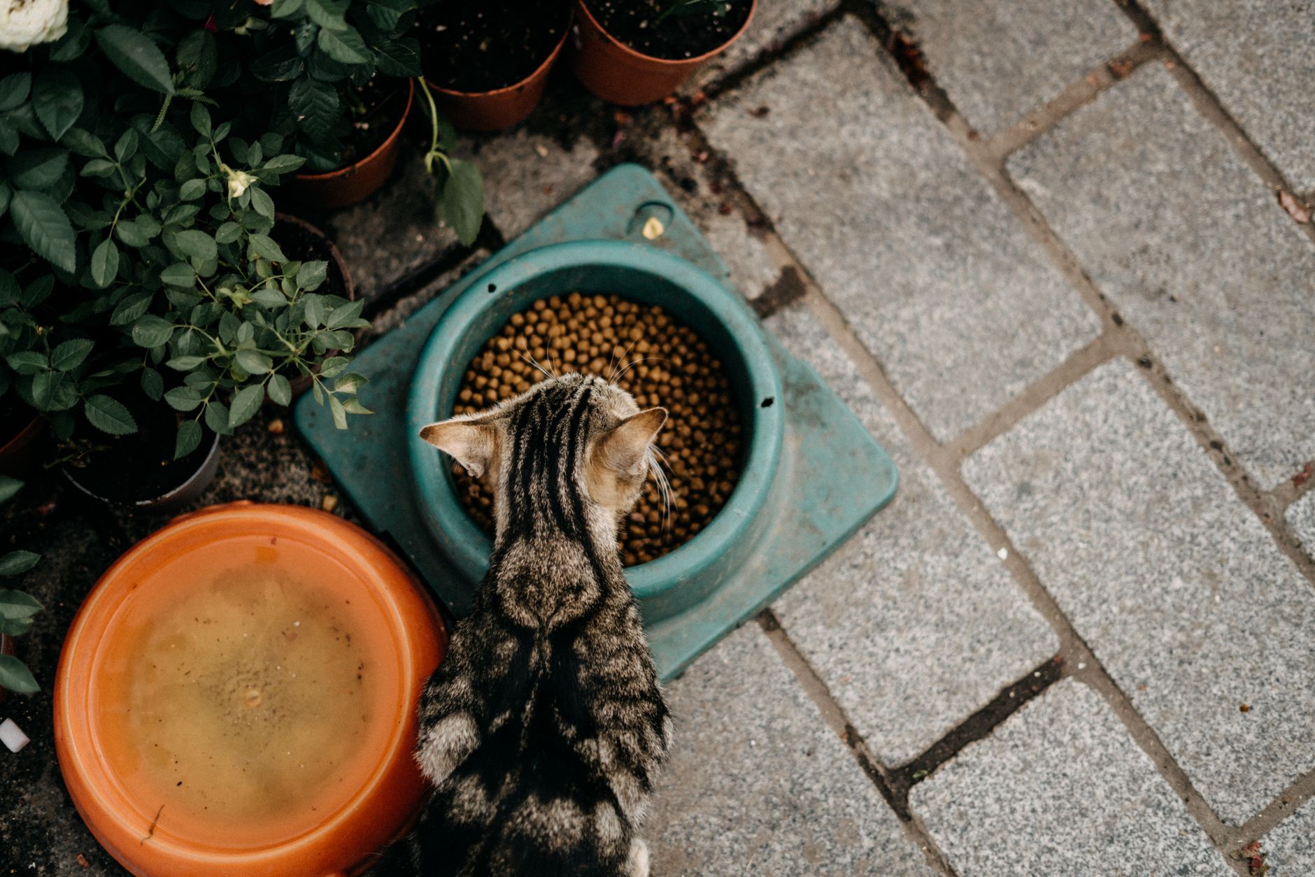 When Is the Right Time to Switch Your Cat to a Natural Diet?