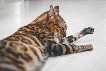 Why Are Bengal Cats Illegal in Some Places? Understanding the Rules Behind Ownership Restrictions 9 Why Are Bengal Cats Illegal in Some Places? Understanding the Rules Behind Ownership Restrictions