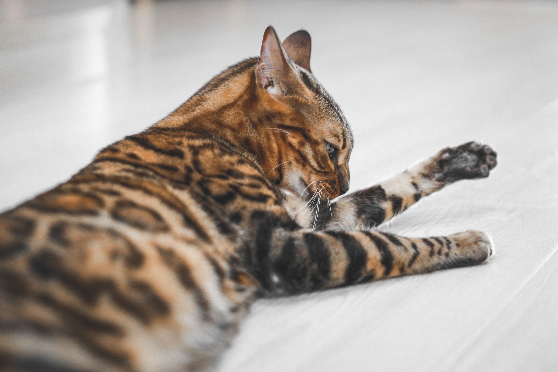 Why Are Bengal Cats Illegal in Some Places? Understanding the Rules Behind Ownership Restrictions