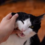 Why Does My Cat Bite Me And Then Lick Me? 3 pexels photo 1202481