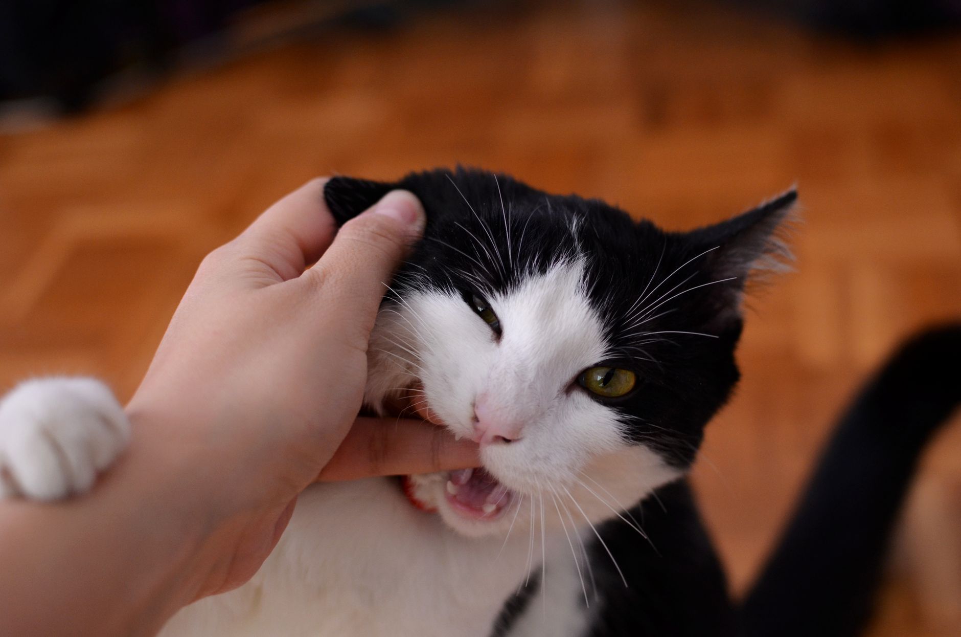 Why Does My Cat Bite Me And Then Lick Me? 1 pexels photo 1202481