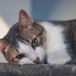 When Do Cats Open Their Eyes? 3 When Do Cats Open Their Eyes?