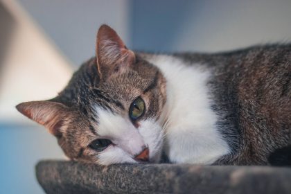 When Do Cats Open Their Eyes?