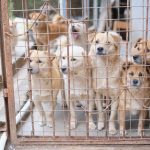 Where to Adopt a Dog: Finding a Responsible Way to Bring Home a New Companion 2 Where to Adopt a Dog: Finding a Responsible Way to Bring Home a New Companion