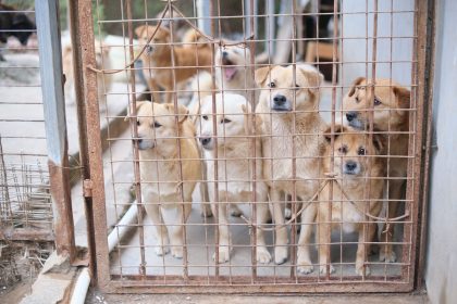 Where to Adopt a Dog: Finding a Responsible Way to Bring Home a New Companion
