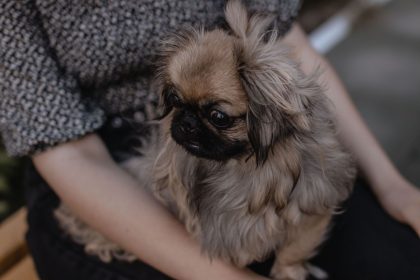 Signs Your Dog May Be Experiencing Pain and What Owners Should Watch For 4 Signs Your Dog May Be Experiencing Pain and What Owners Should Watch For