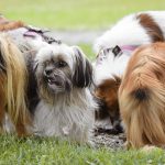 The Science Behind Dog Tail Wagging: What Your Dog Is Really Communicating