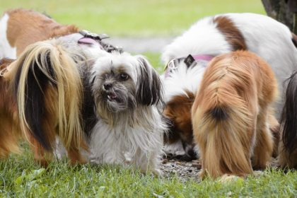 The Science Behind Dog Tail Wagging: What Your Dog Is Really Communicating