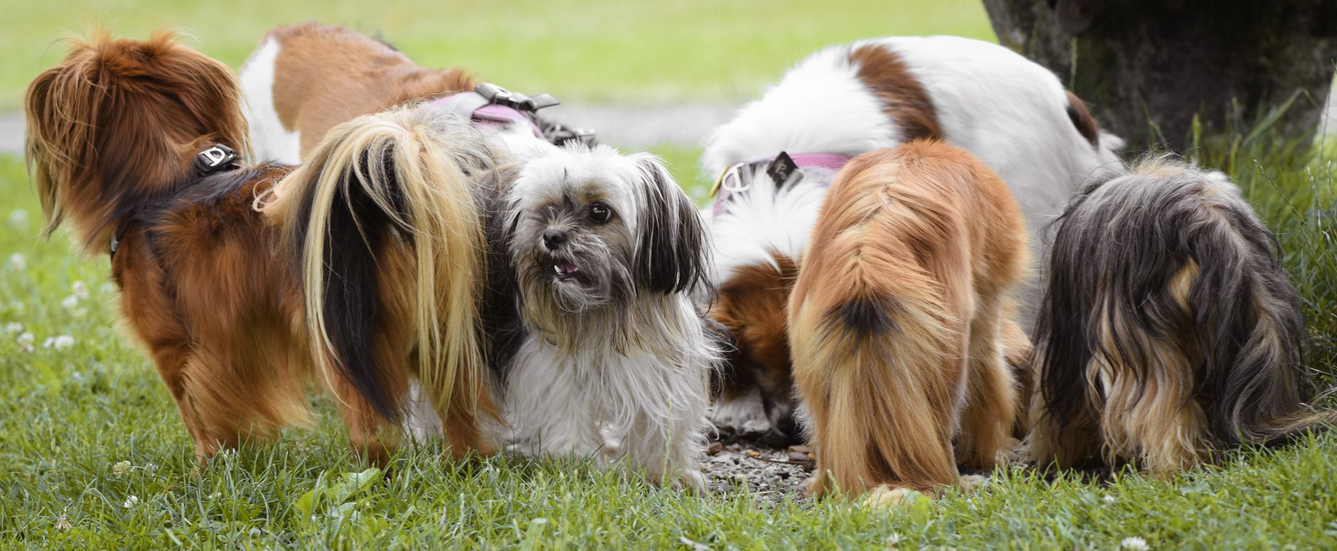 The Science Behind Dog Tail Wagging: What Your Dog Is Really Communicating 1 The Science Behind Dog Tail Wagging: What Your Dog Is Really Communicating