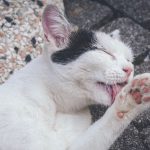 Why Does My Cat Lick My Face?