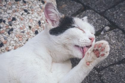 Why Does My Cat Lick My Face?