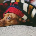 How to Help an Anxious Dog Feel Safer and More Relaxed 3 How to Help an Anxious Dog Feel Safer and More Relaxed