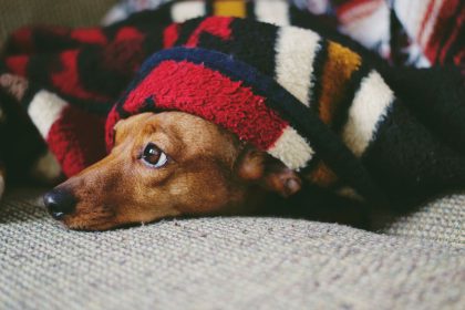 How to Help an Anxious Dog Feel Safer and More Relaxed 1 How to Help an Anxious Dog Feel Safer and More Relaxed