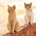 When The Cats Away Meaning?