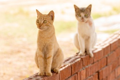 When The Cats Away Meaning? 9 When The Cats Away Meaning?