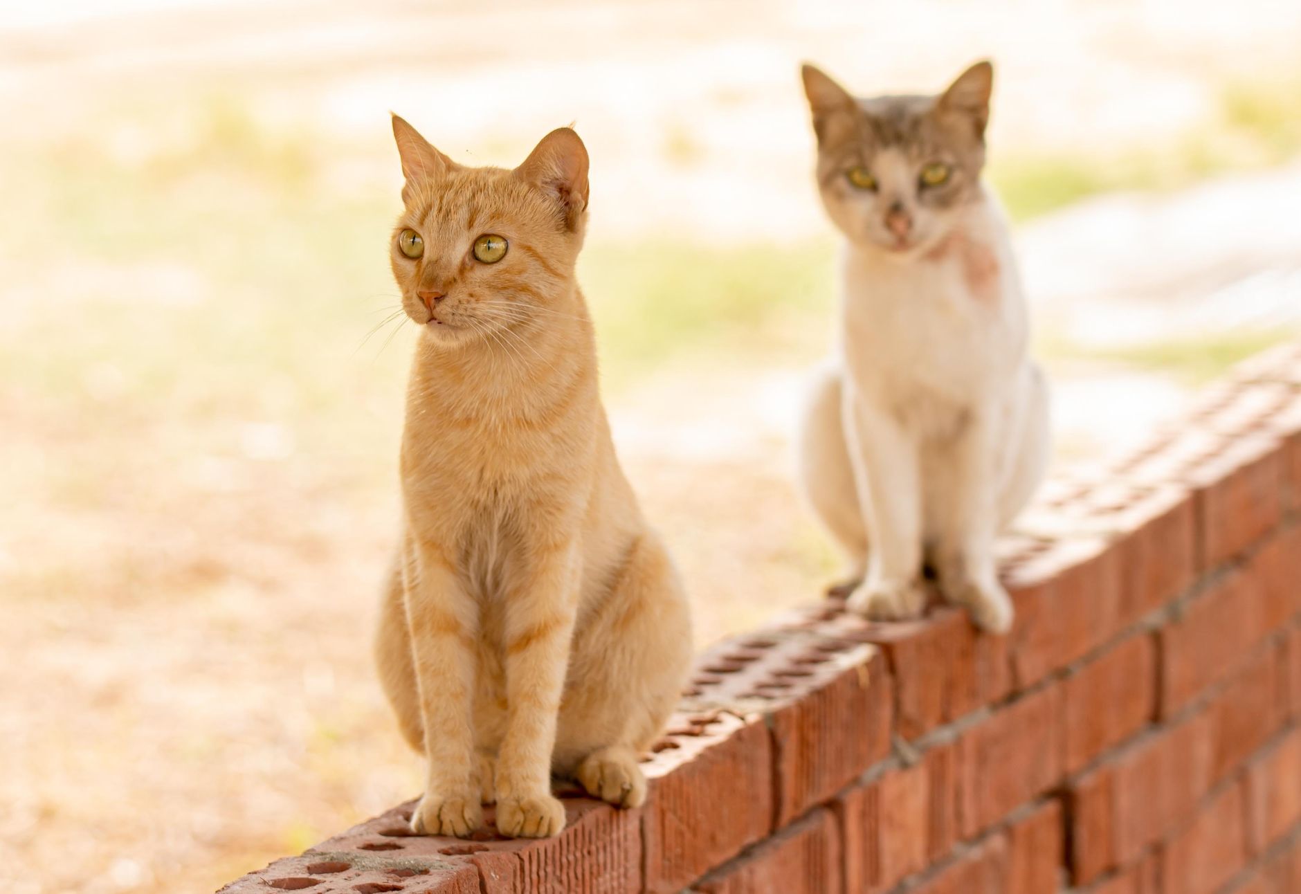 When The Cats Away Meaning? 1 When The Cats Away Meaning?