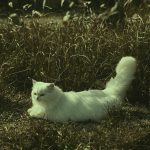 Why Do Cats Wag Their Tails While Lying Down? 3 Why Do Cats Wag Their Tails While Lying Down?