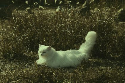 Why Do Cats Wag Their Tails While Lying Down? 9 Why Do Cats Wag Their Tails While Lying Down?