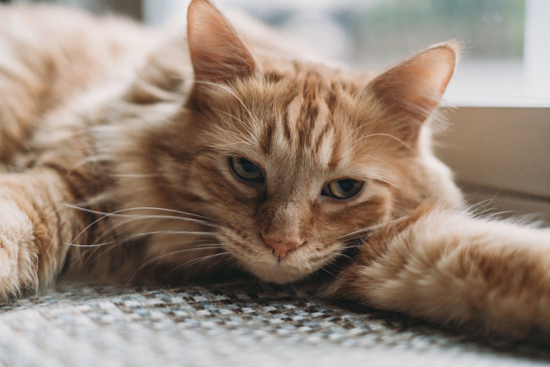 When Is the Right Time to Neuter a Cat? Understanding Age, Benefits, and Considerations 1 When Is the Right Time to Neuter a Cat? Understanding Age, Benefits, and Considerations