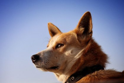 Tracing the Journey of Dogs: From Wild Predators to Human Companions