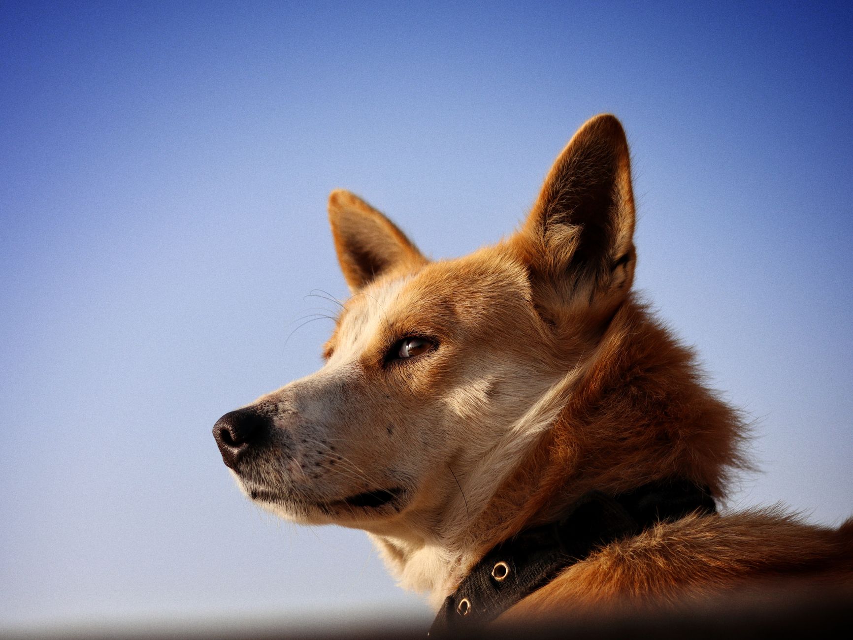 Tracing the Journey of Dogs: From Wild Predators to Human Companions