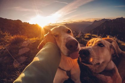 How Pets Can Improve Daily Life: The Physical, Emotional, and Social Benefits of Animal Companionship