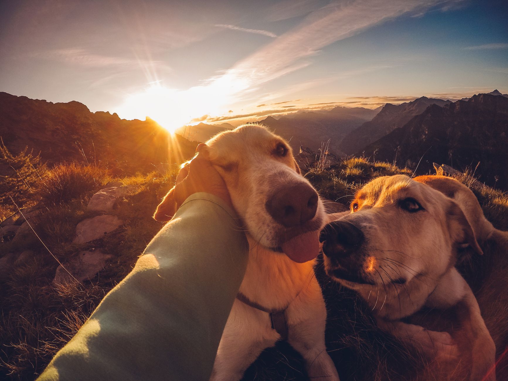 How Pets Can Improve Daily Life: The Physical, Emotional, and Social Benefits of Animal Companionship