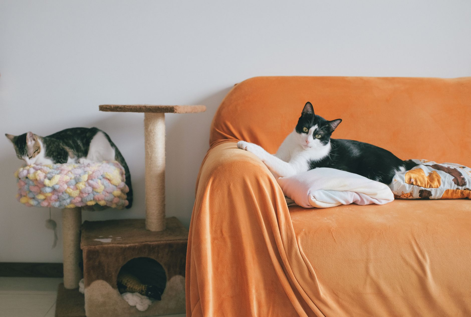Leaving Your Cat Home Alone: How Much Time Is Safe and What Owners Should Know 1 pexels photo 16222017