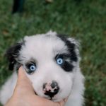 Can Puppies Catch a Cold From Humans? What New Dog Owners Should Know 2 Can Puppies Catch a Cold From Humans? What New Dog Owners Should Know