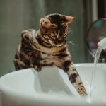 Why Is Your Bengal Cat Losing Fur on Its Belly? Common Causes of Bald Spots Explained 3 Why Is Your Bengal Cat Losing Fur on Its Belly? Common Causes of Bald Spots Explained