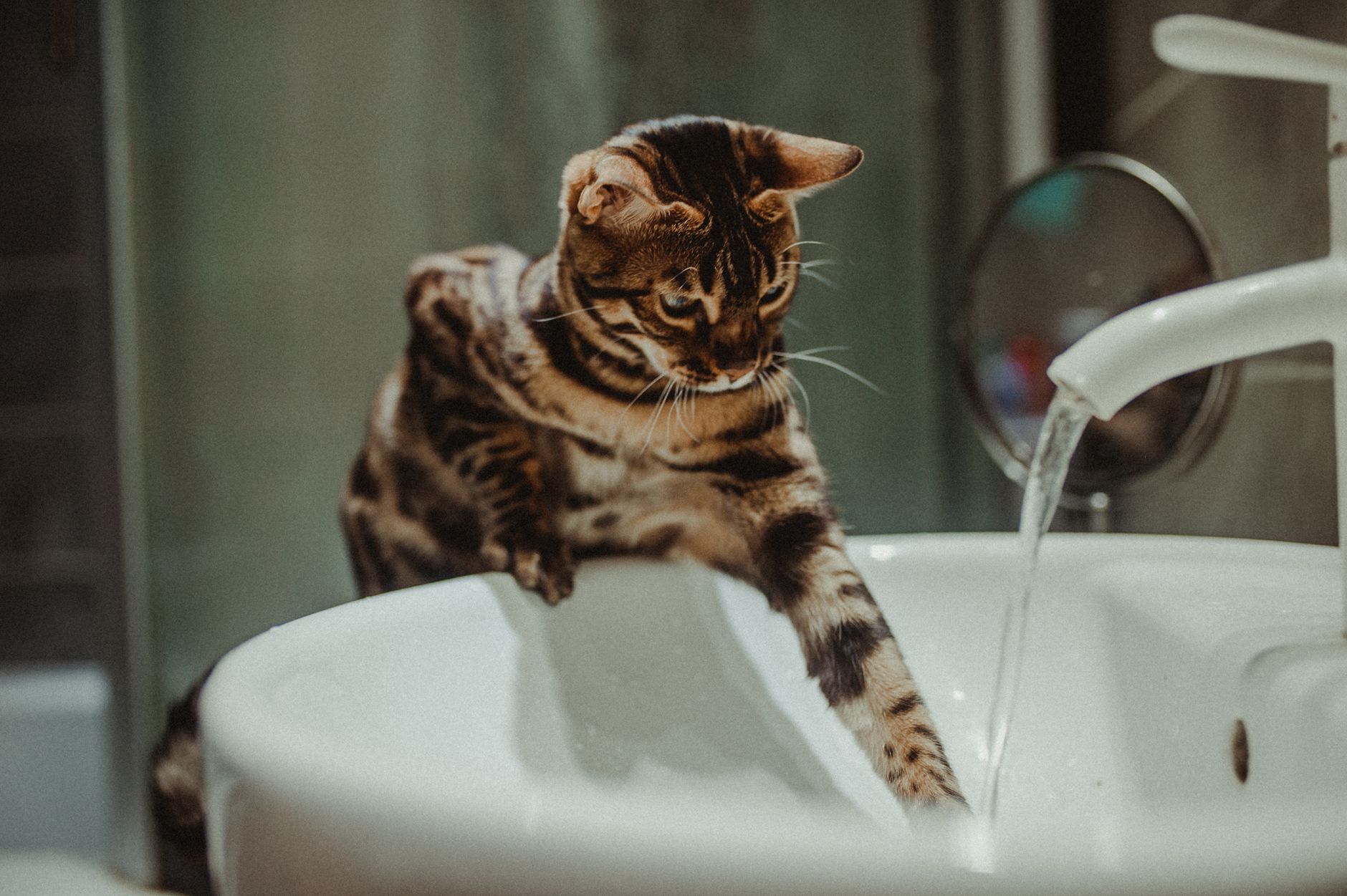 Why Is Your Bengal Cat Losing Fur on Its Belly? Common Causes of Bald Spots Explained 1 Why Is Your Bengal Cat Losing Fur on Its Belly? Common Causes of Bald Spots Explained
