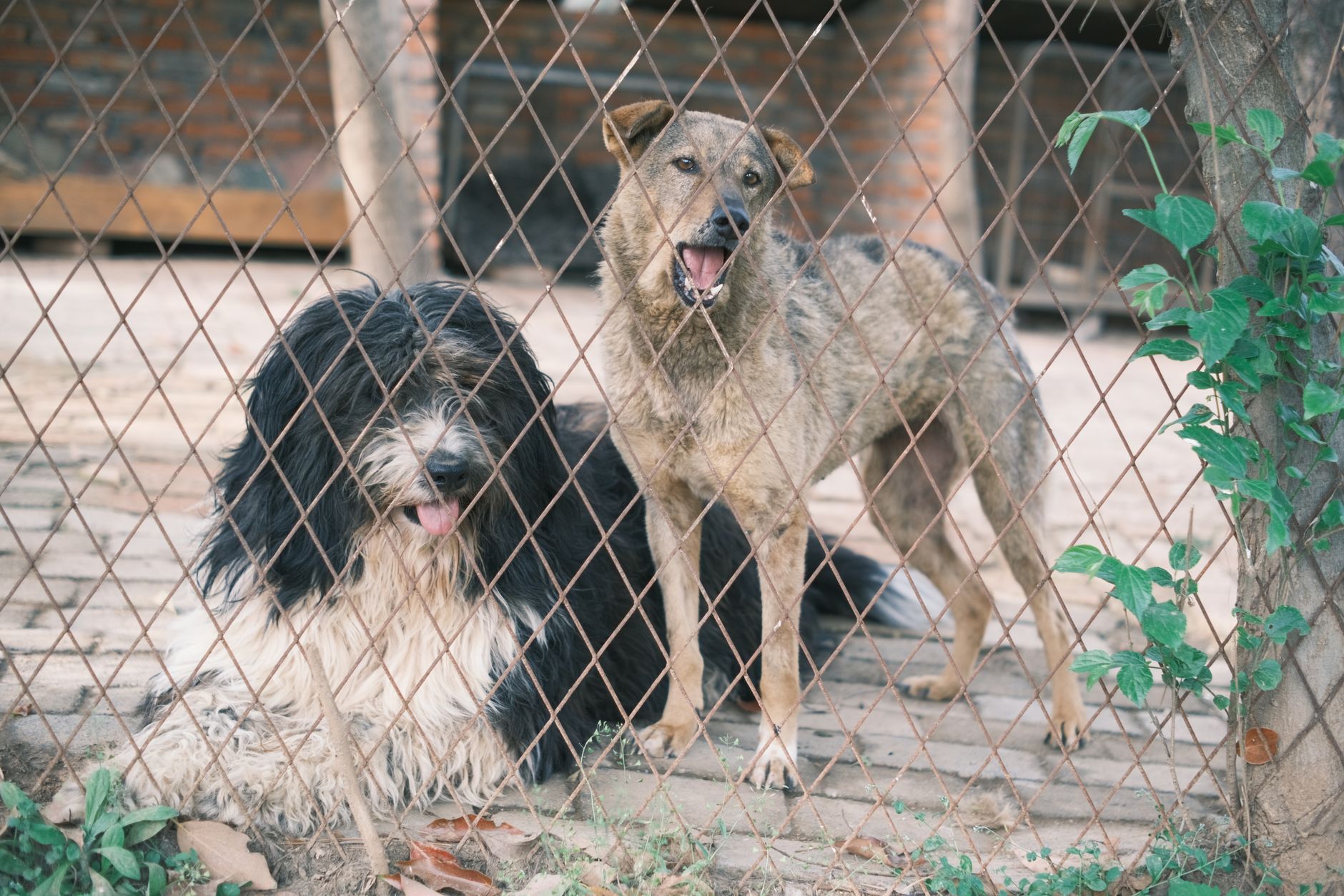 How to Stop a Dog From Barking: Understanding the Cause and Training the Right Response 1 pexels photo 16465570