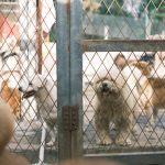 Choosing the Right Dog Breed: How to Find a Match for Your Lifestyle