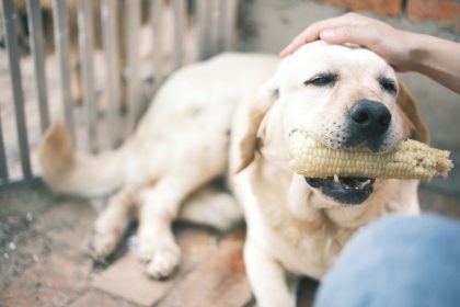 Why Your Dog May Stop Eating: Common Causes and When to Seek Help
