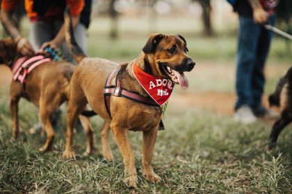 The Real Cost of Owning a Dog: Expenses Beyond the Adoption Fee