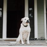 Helping Dogs With Separation Anxiety: Steps to Build Confidence When Left Alone 2 Helping Dogs With Separation Anxiety: Steps to Build Confidence When Left Alone