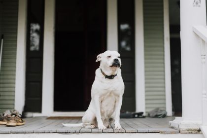 Helping Dogs With Separation Anxiety: Steps to Build Confidence When Left Alone 10 Helping Dogs With Separation Anxiety: Steps to Build Confidence When Left Alone