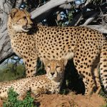 How Are Domestic Cats and Cheetahs Related? Understanding Their Shared Evolutionary History 3 How Are Domestic Cats and Cheetahs Related? Understanding Their Shared Evolutionary History